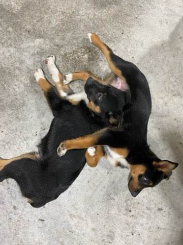 two-sleeping-puppies